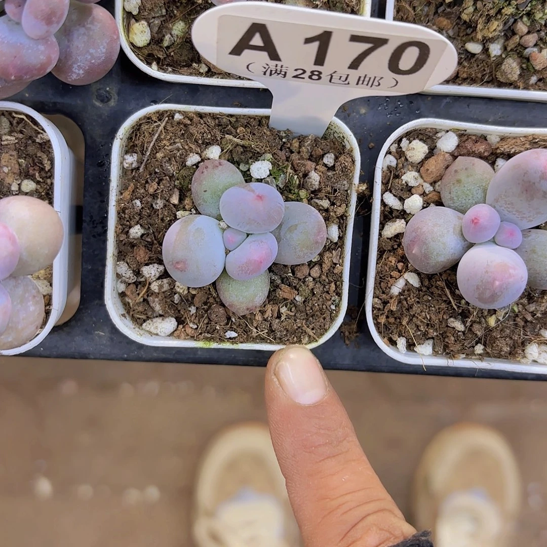 A170Mike奶一物语拍