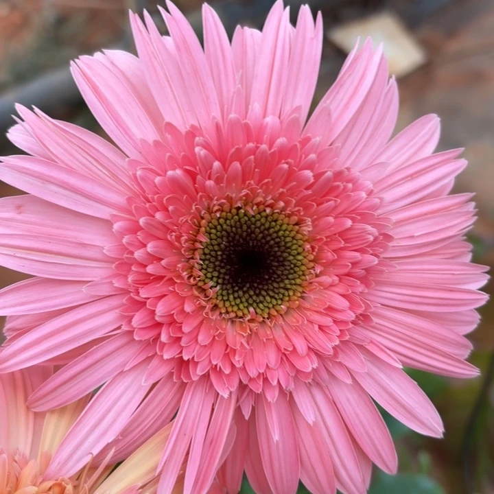 原盆原土一加仑非洲菊玲珑