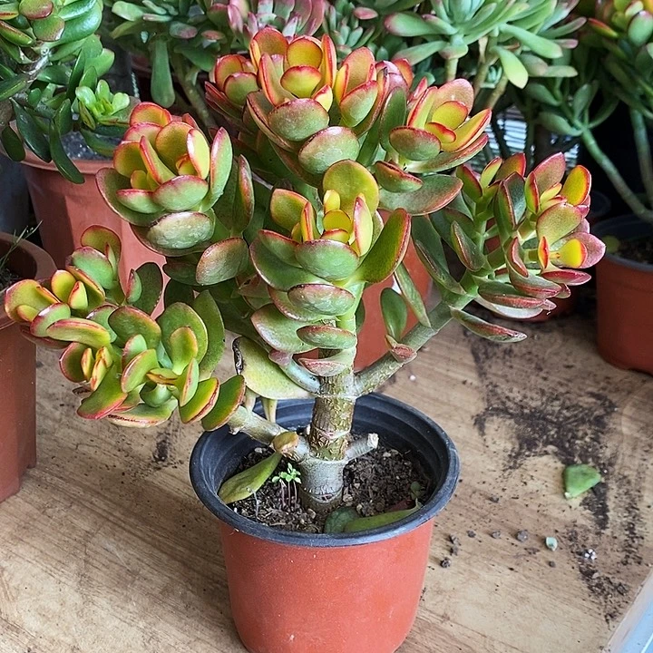 姬红仙子一物一拍