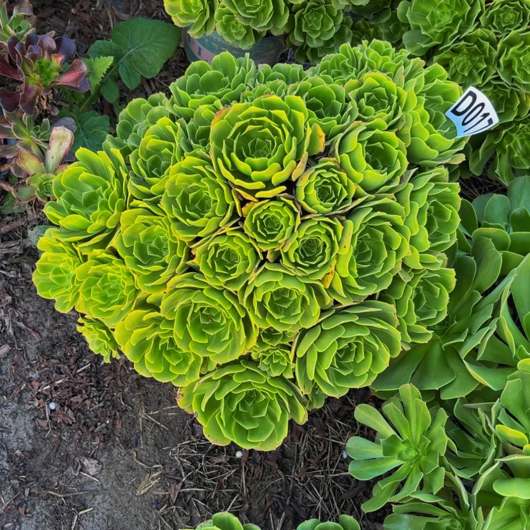 翡翠琉璃13/////33包邮