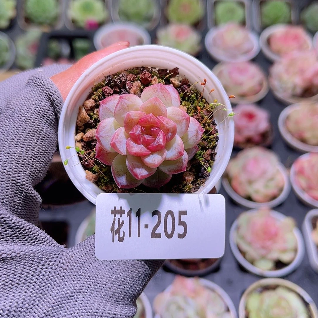 花11-205新品单头