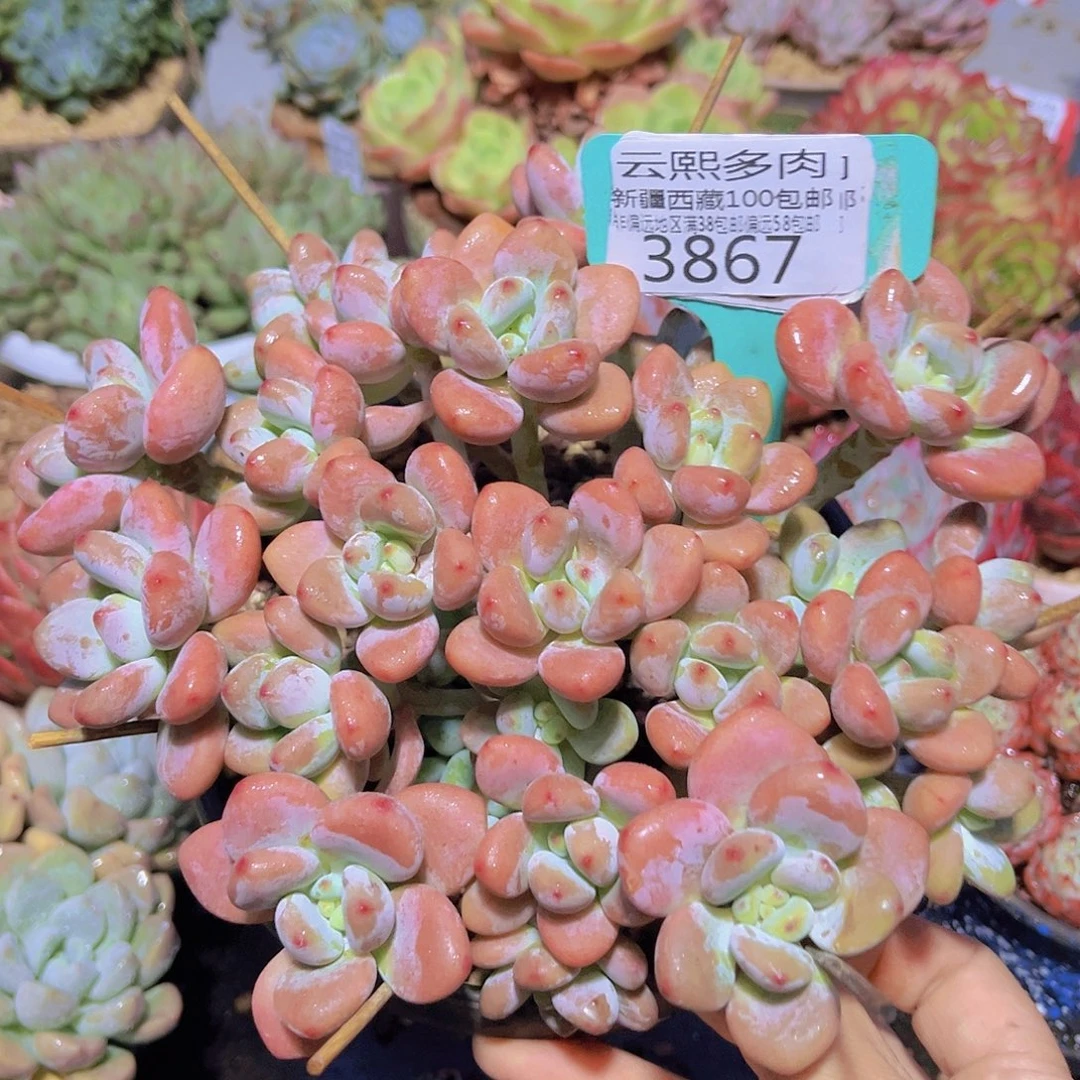 3867红洛神。