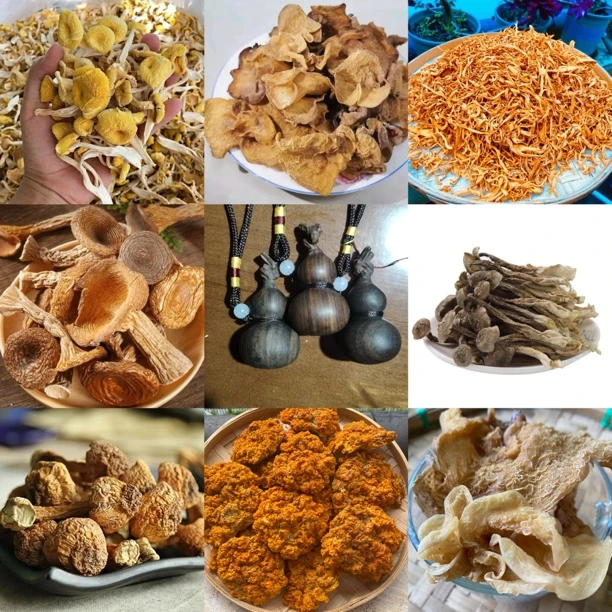 【B静静收山货】71号菇20g起