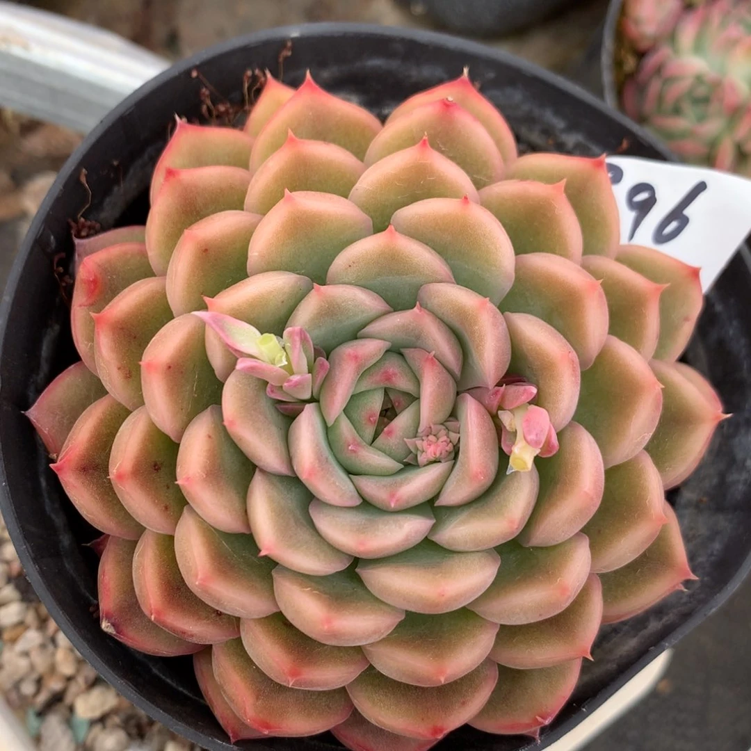 1896杂交多肉老桩