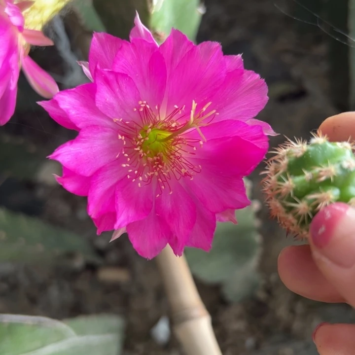 47丽花妖蝶歪无根侧芽2一3公分左右20包邮