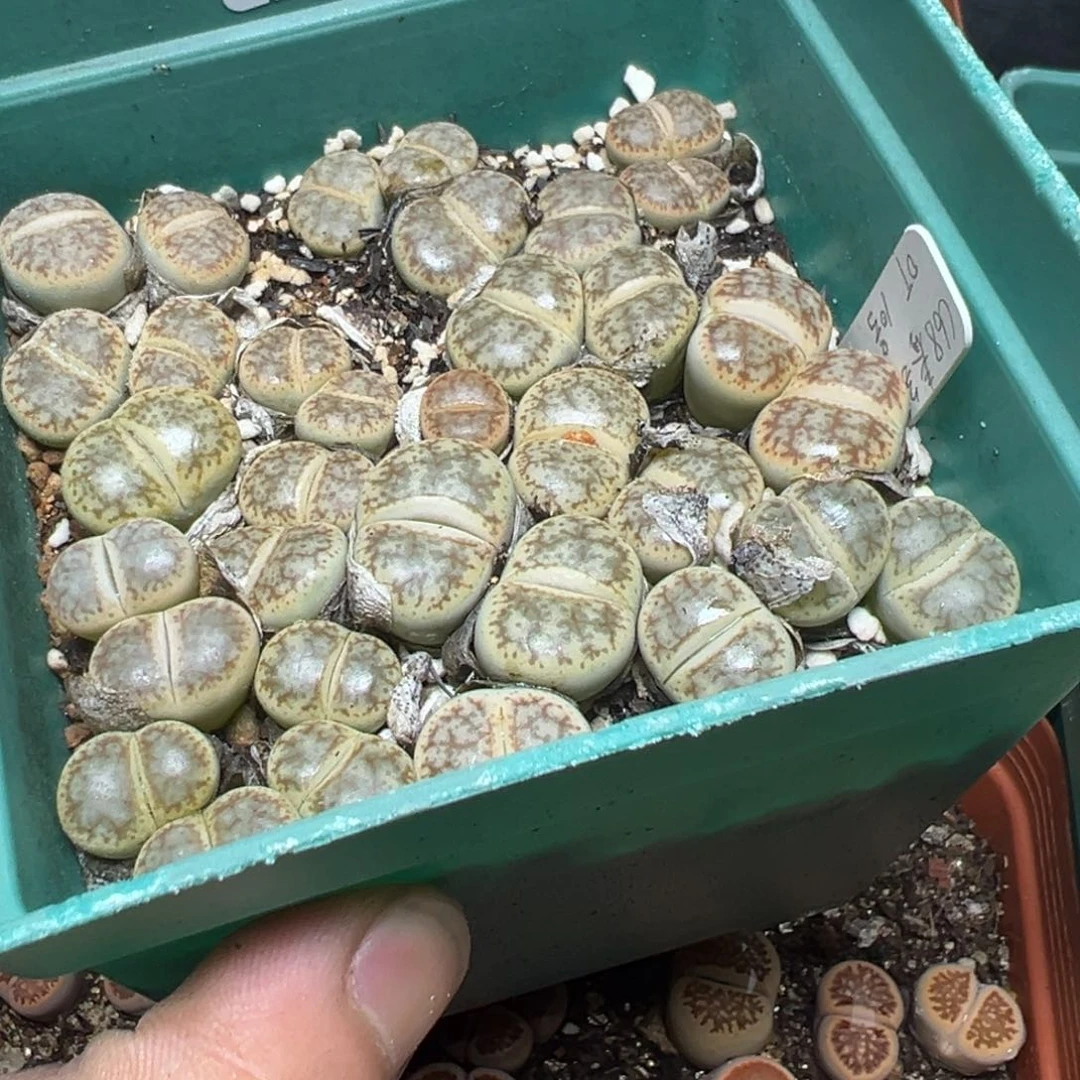 【闪购商品】 410。
