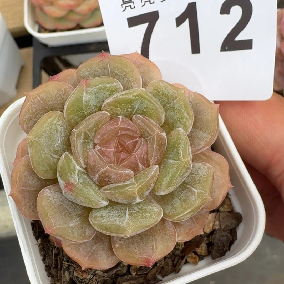 彩色恋人            精美多肉植物