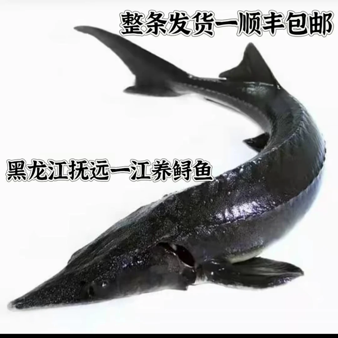 江水网箱养殖鲟皇鱼整条发货(顺丰发货)
