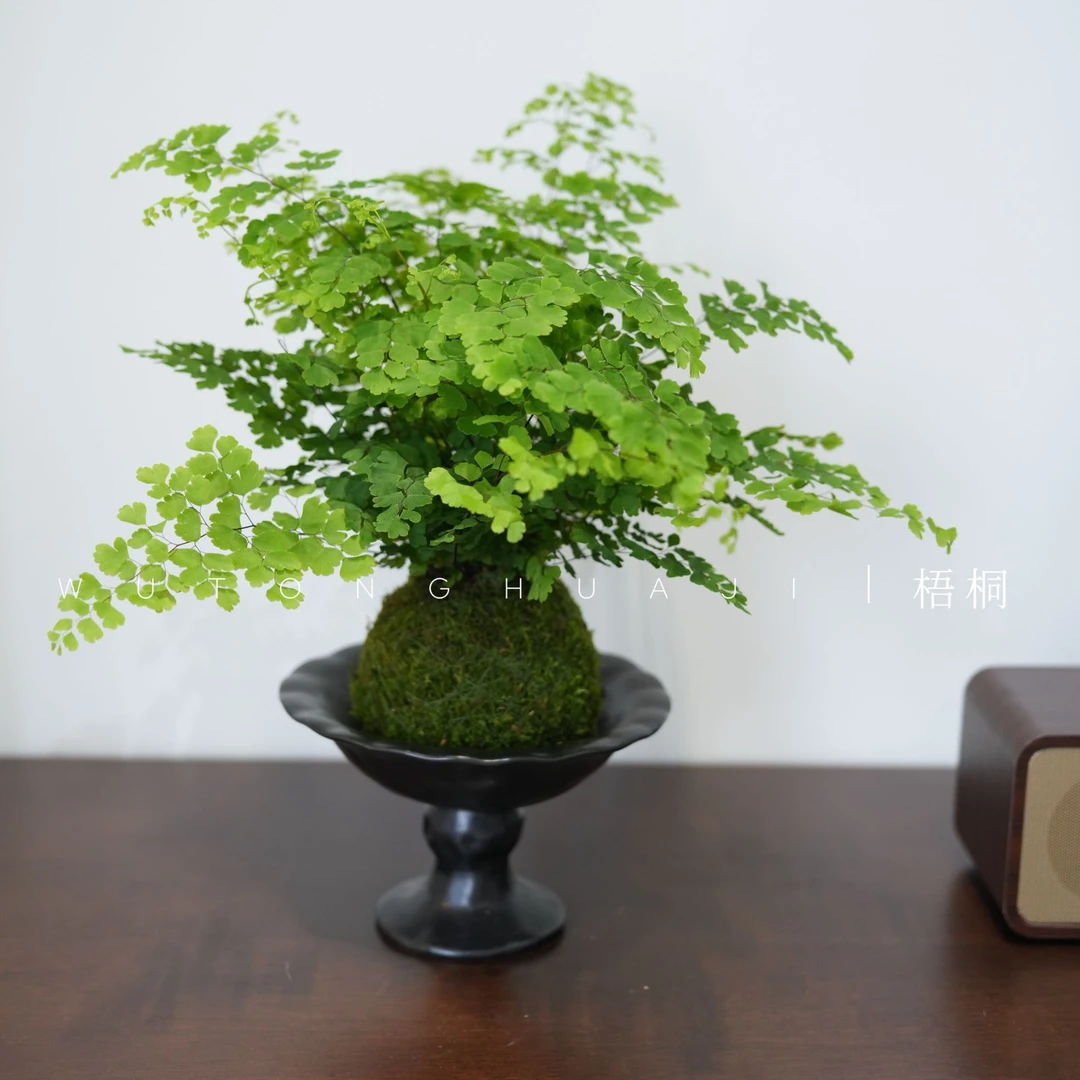 苔藓球铁线蕨净化空气室内懒人好养绿植