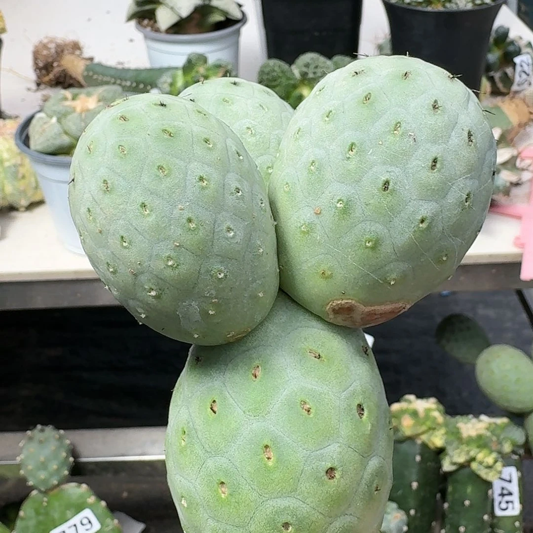 【闪购商品】无花朵蛟*绿皮洞洞784