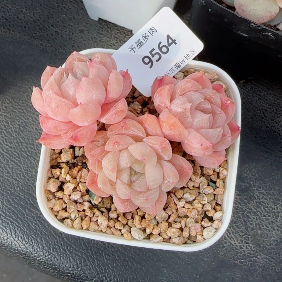 孤品珍妮,带盆发,9564多肉植物