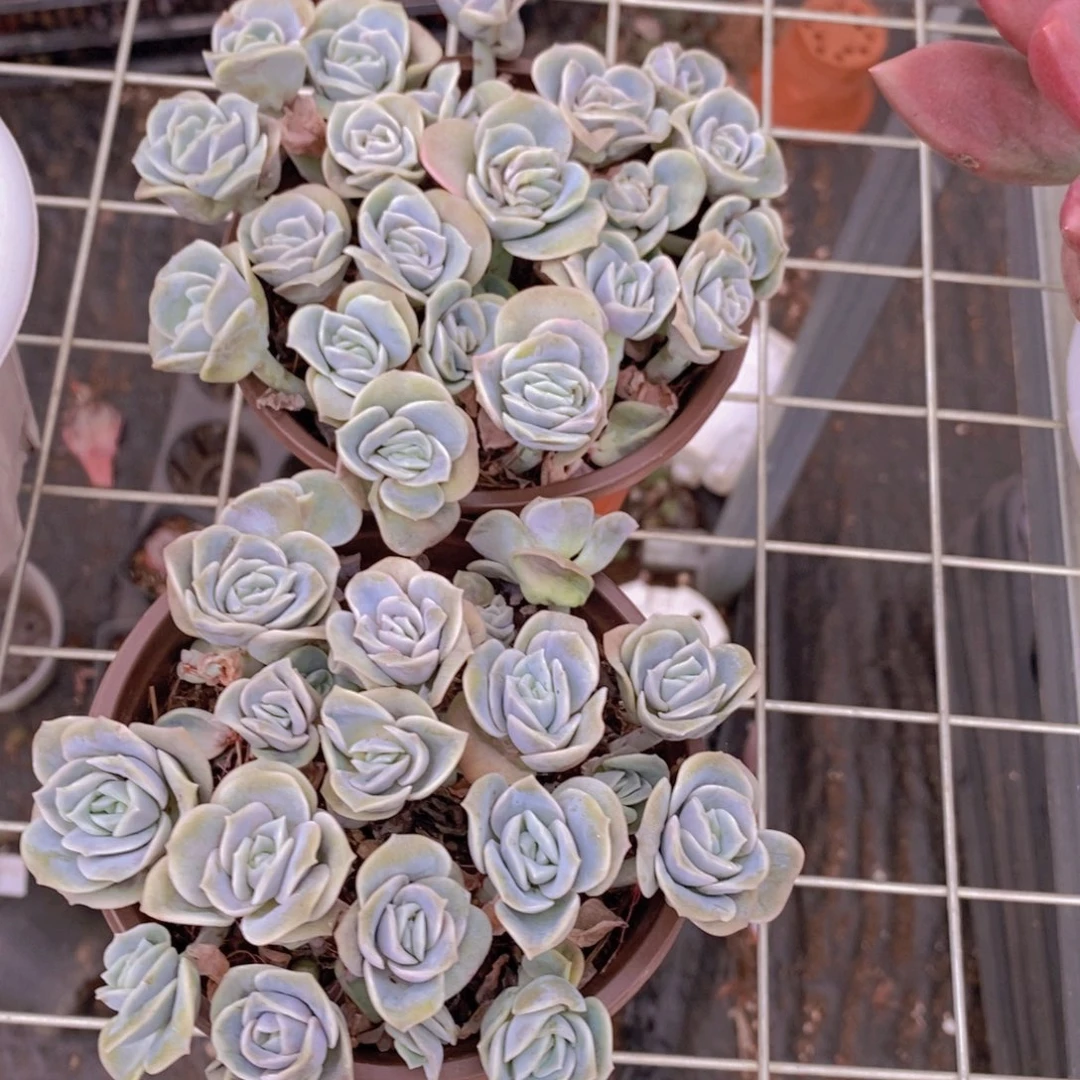 可爱玫瑰带盆土两盆散群