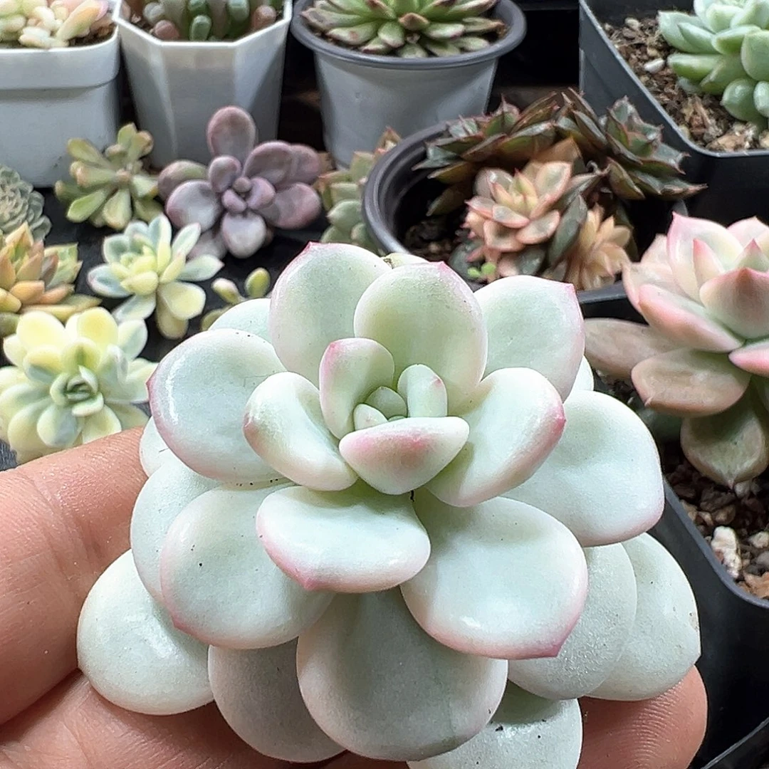 老香水锦白马锦头盖