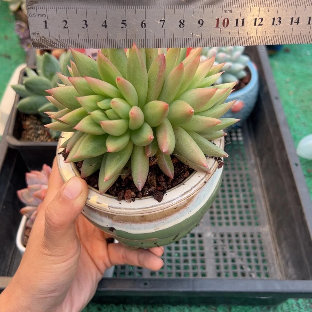 表妹精品多肉植物458.