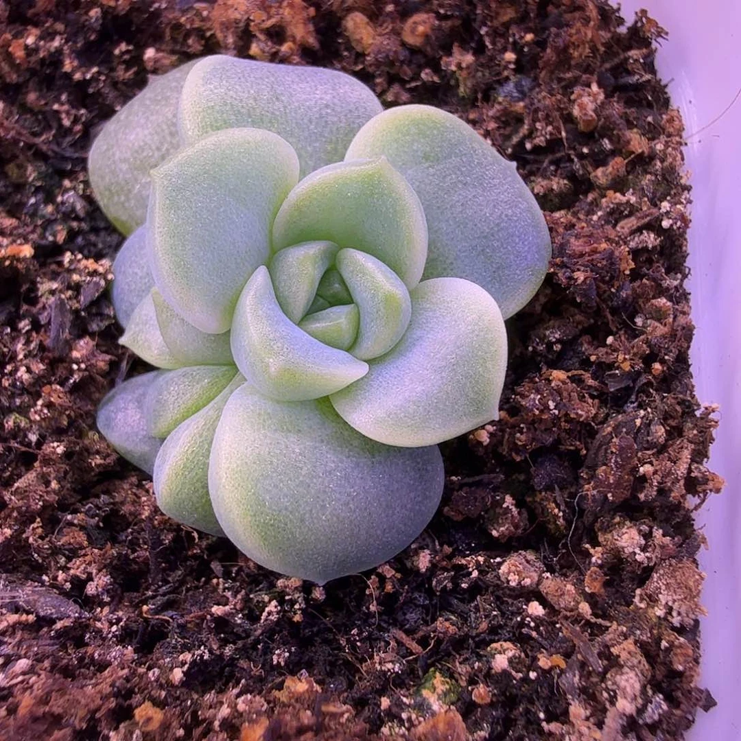 财富密码羊脂玉叶插苗一物一拍