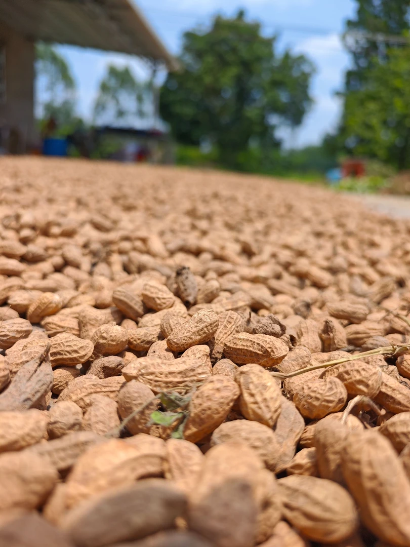 广东万绿湖薄皮花生自然晒干农家自种优质选种花生数量有限