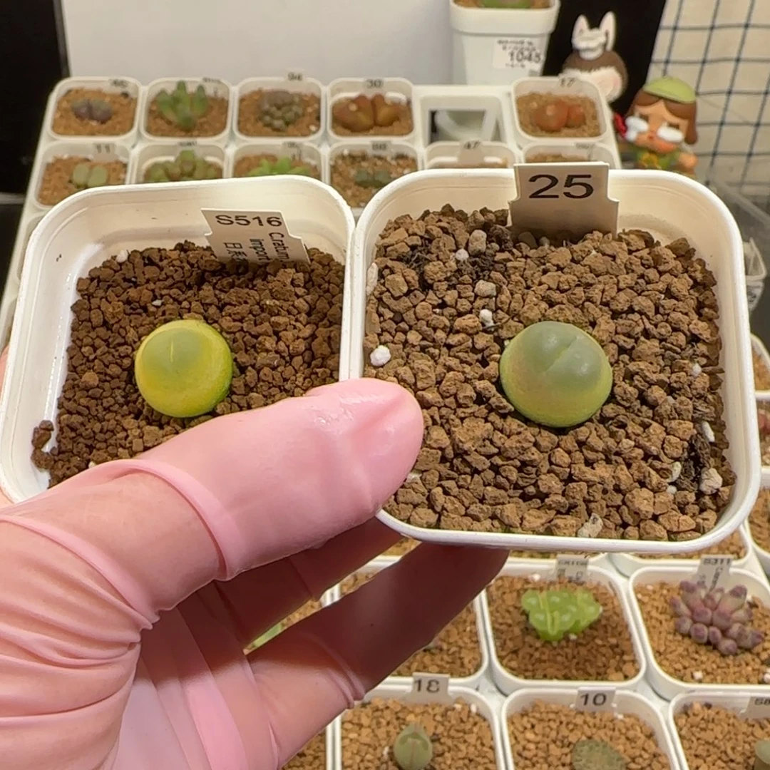 盐***球肉锥多肉植物组合-日式拉登1750