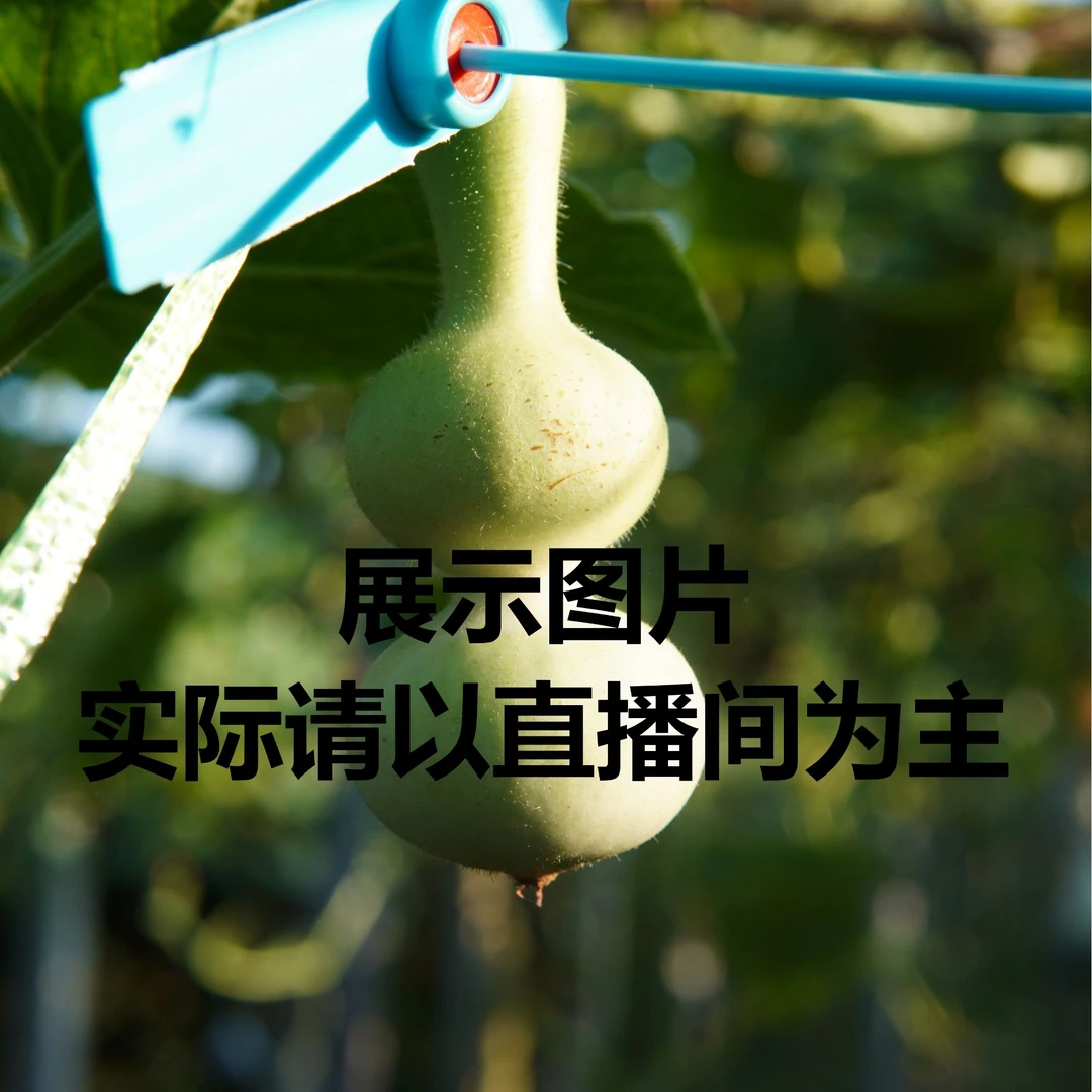 精品葫芦粗嘴八宝青皮