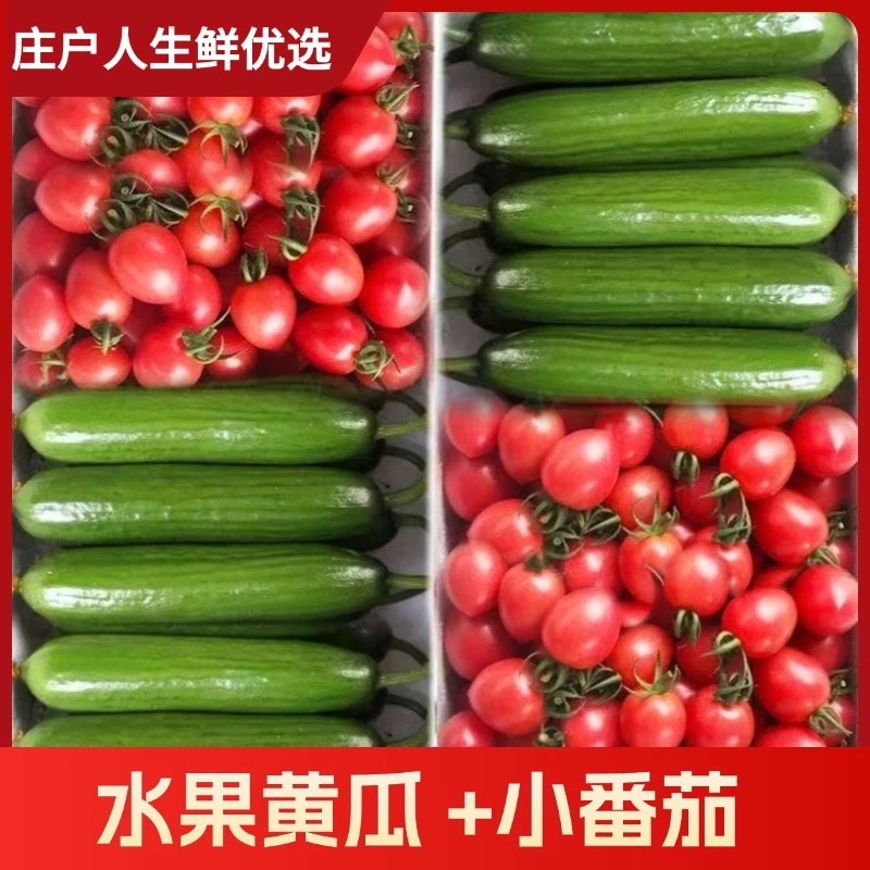 【庄户人】圣女果水果小黄瓜组合新鲜西红柿樱桃番茄青瓜生吃4.5斤