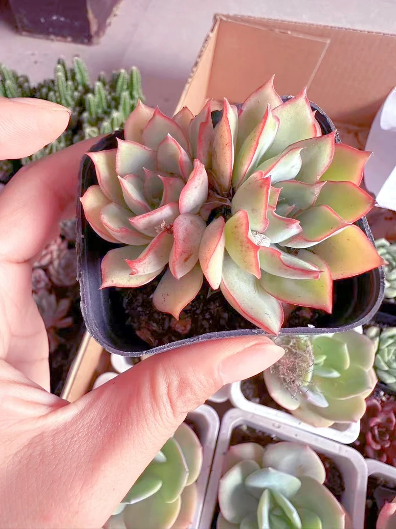 双头月光女神多肉植物 （满9.9元包邮发货）