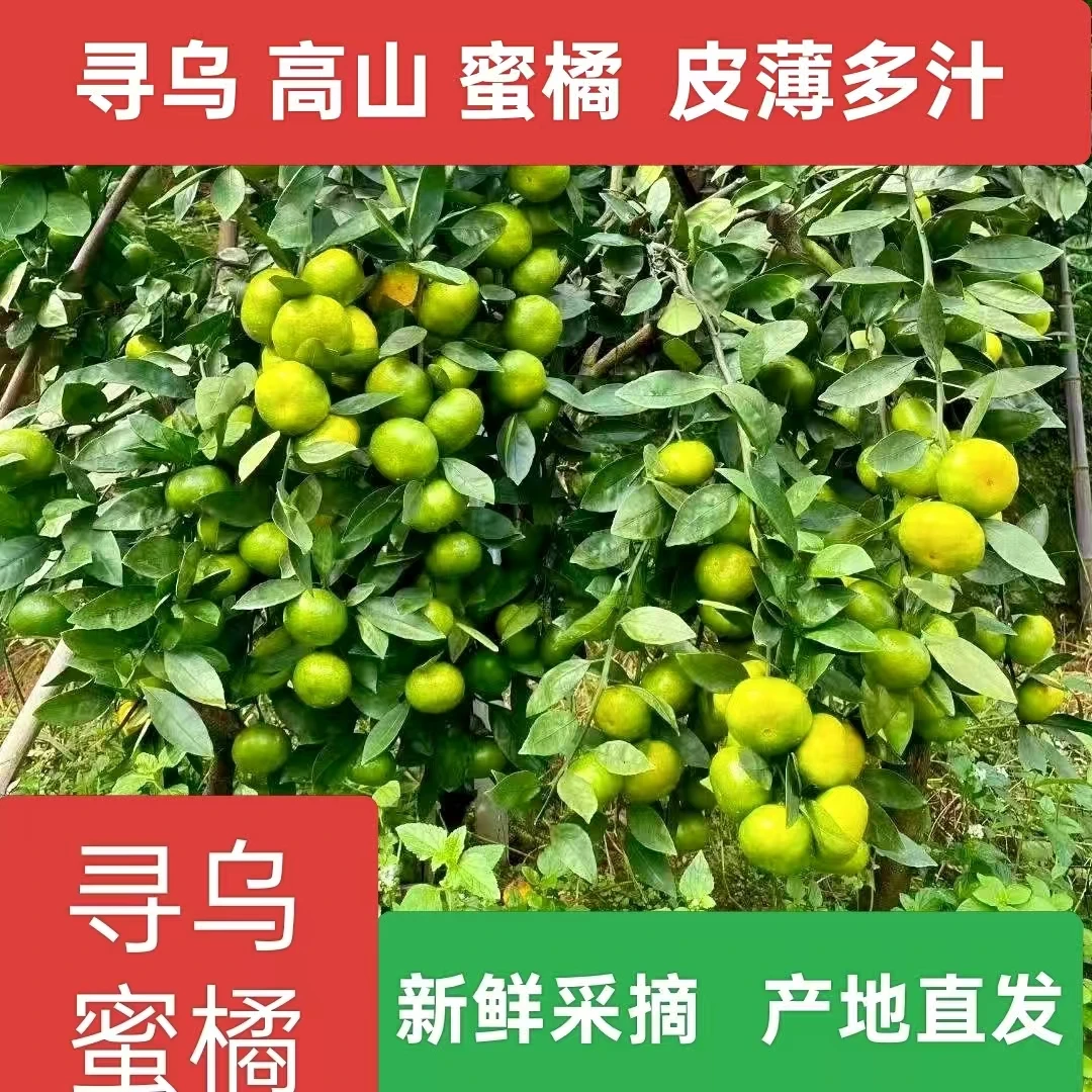 赣州寻乌青皮无子蜜橘新鲜现摘应季水果酸甜多汁