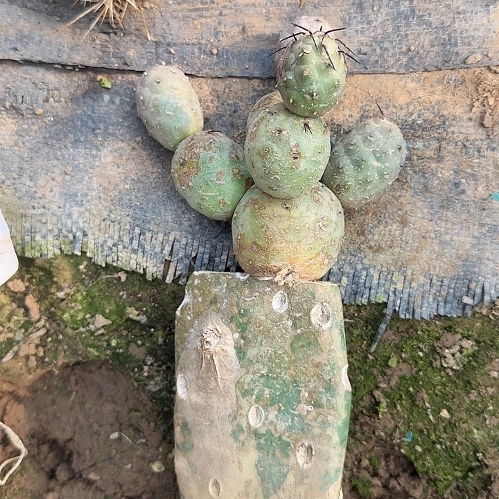 八头习志野蓝皮嫁接0334