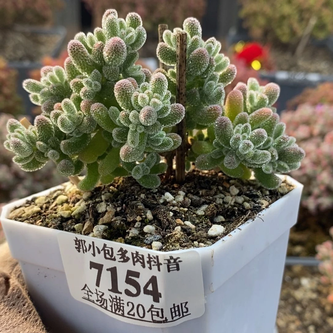 冰钻7154枝干番杏