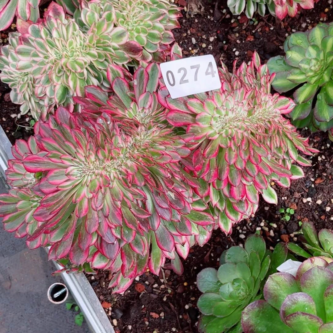 饅*红白缀多肉发货发货