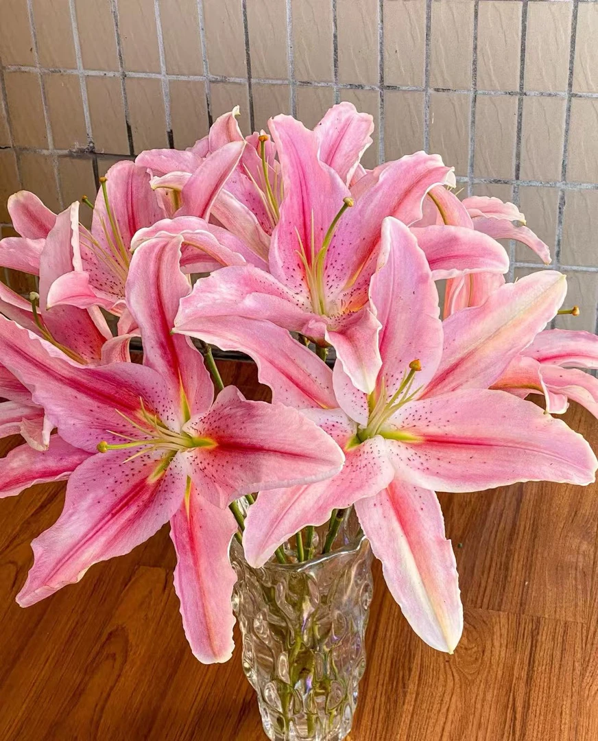 【阿卷哥专属】A级，三头罗蒂粉色百合百合鲜花顺丰包邮