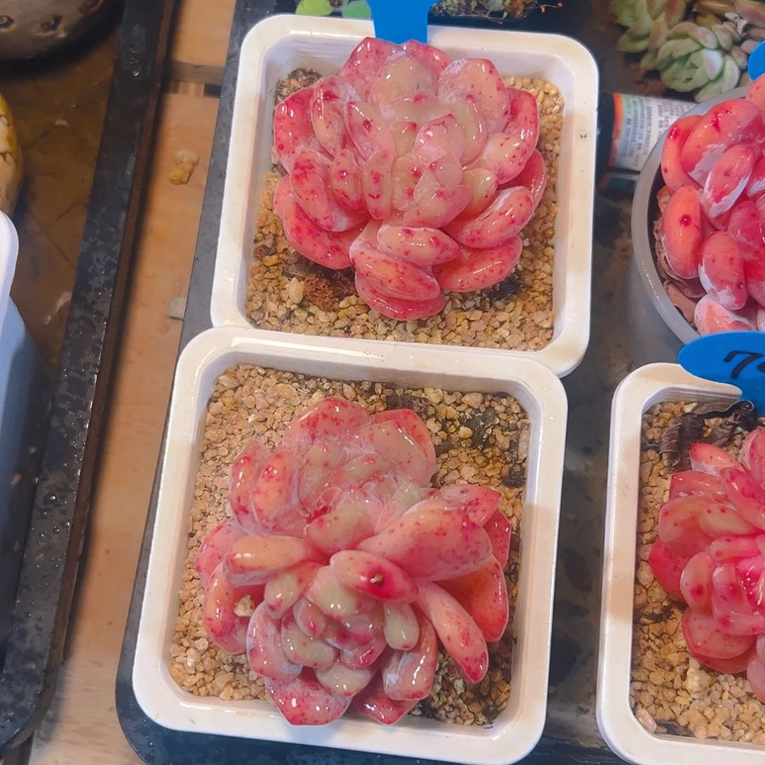 一****⁹韩橙石化717号两颗