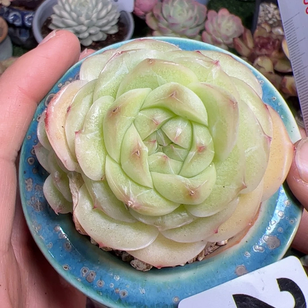 228玉琼多肉植物组合盆栽