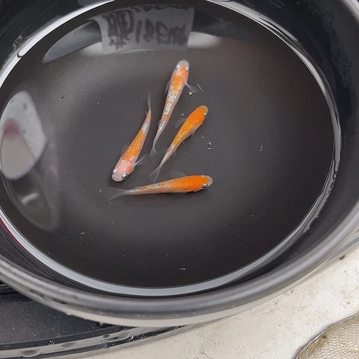 青鳉鱼上洲王华4条80号