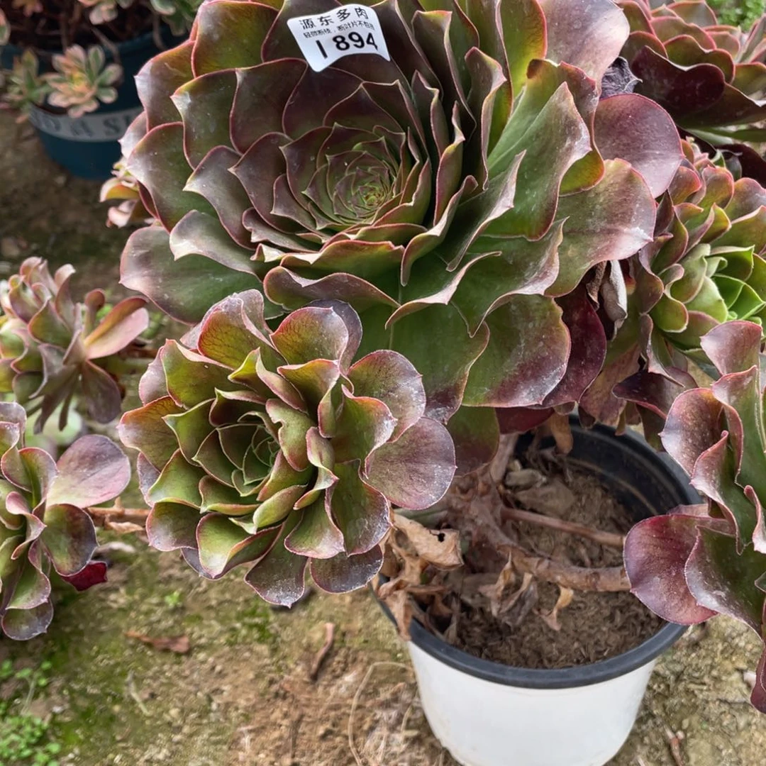 894魅金玫瑰多肉法师断枝不包