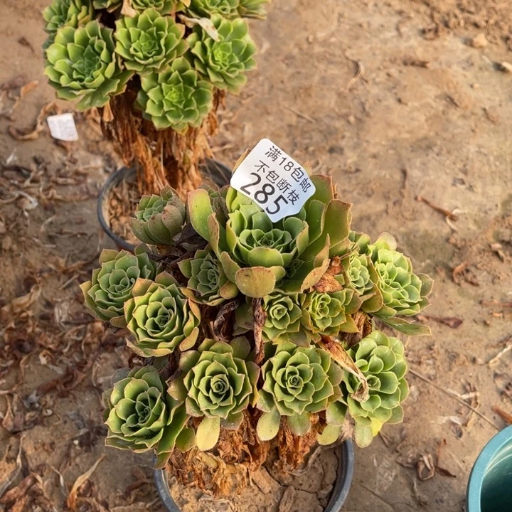 285绿玫瑰手捧3号