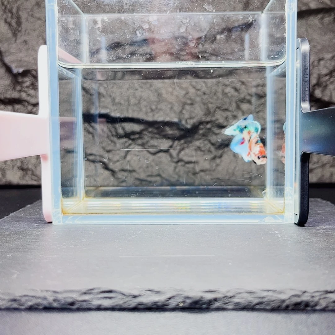 海水鱼宙斯09-19竞拍