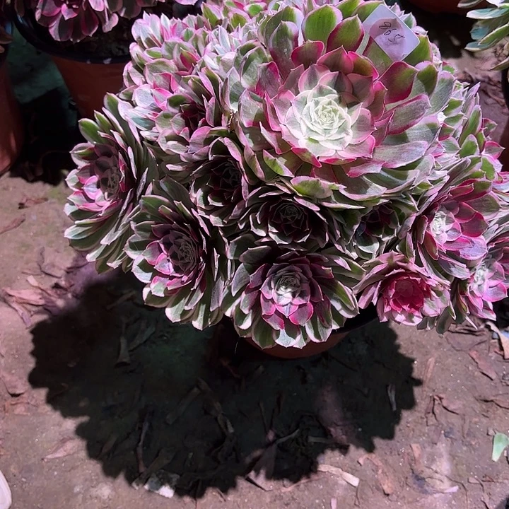 徐***风多肉植物孔雀翎00865