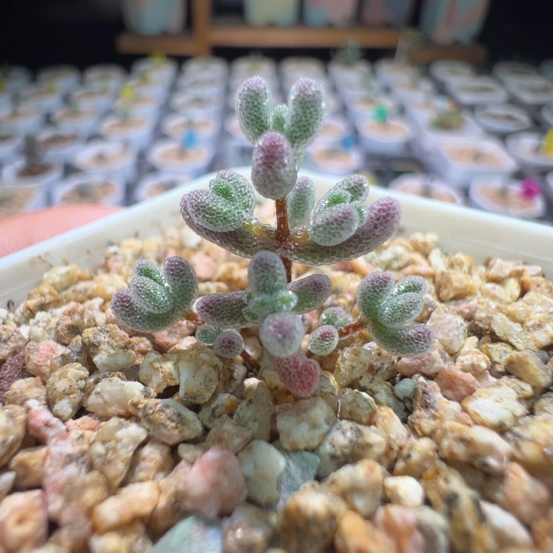 巨厚巨闪，尺寸很小，355实生粉冰晶，拍下不退不换