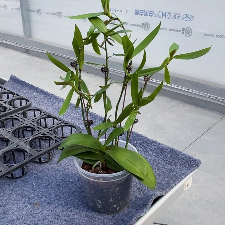 大量花朵（建议范围：8朵-15朵 或40%以上）白天鹅高芽苗