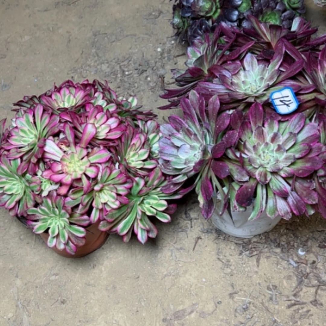 【闪购商品】多肉植物舞天姬，粉魔14