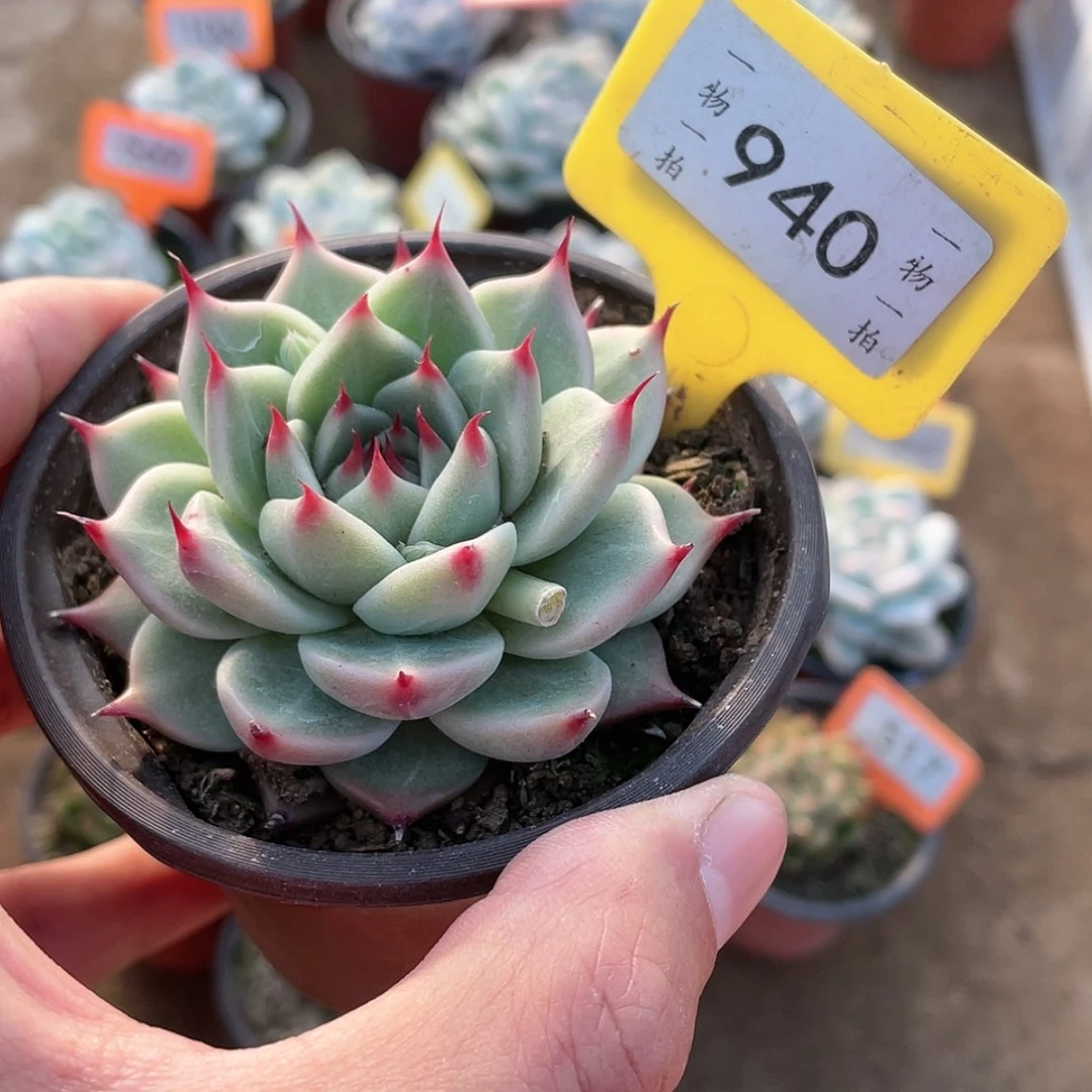 【闪购商品】940号