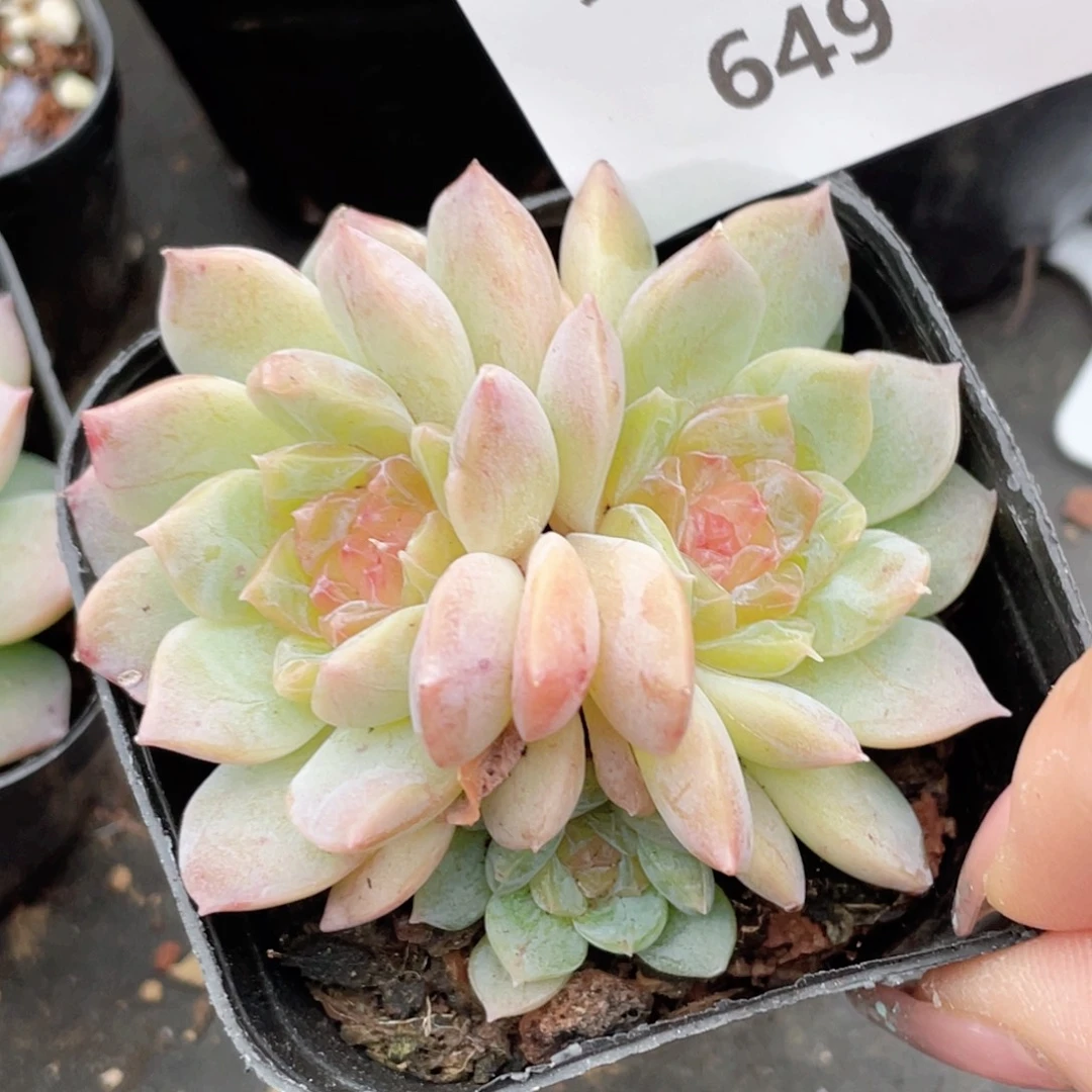 649号糖心冰心珍妮 向日葵