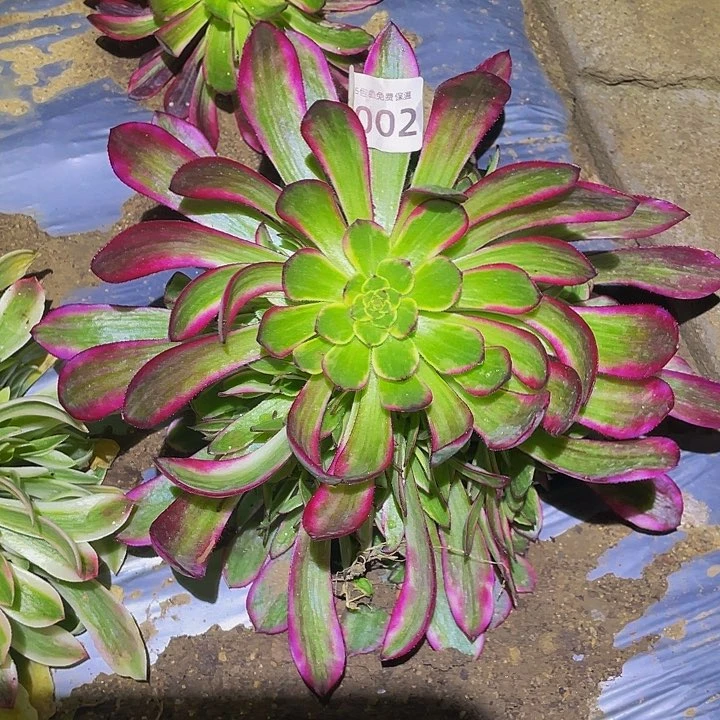 1002琉璃女神多肉植物