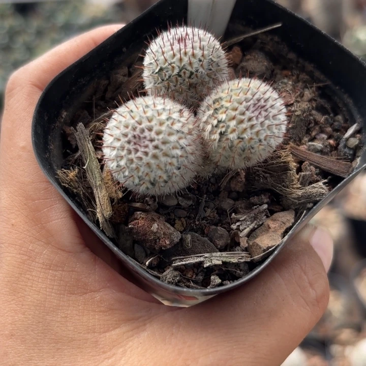 504自根直刺佩雷好养能实