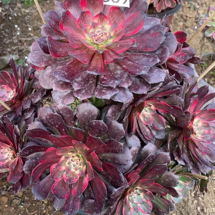 无花朵559烟花对肉植物