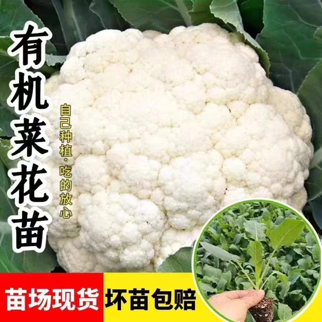 有机花菜苗秧苗青梗松花菜种苗四季阳台庭院种植花椰菜绿色菜花
