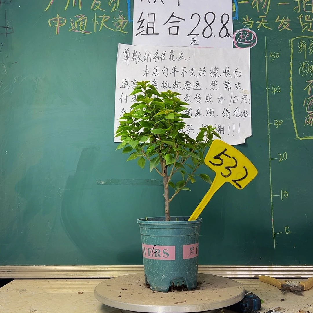 当前无花栽培后可以开花 塔橙  532