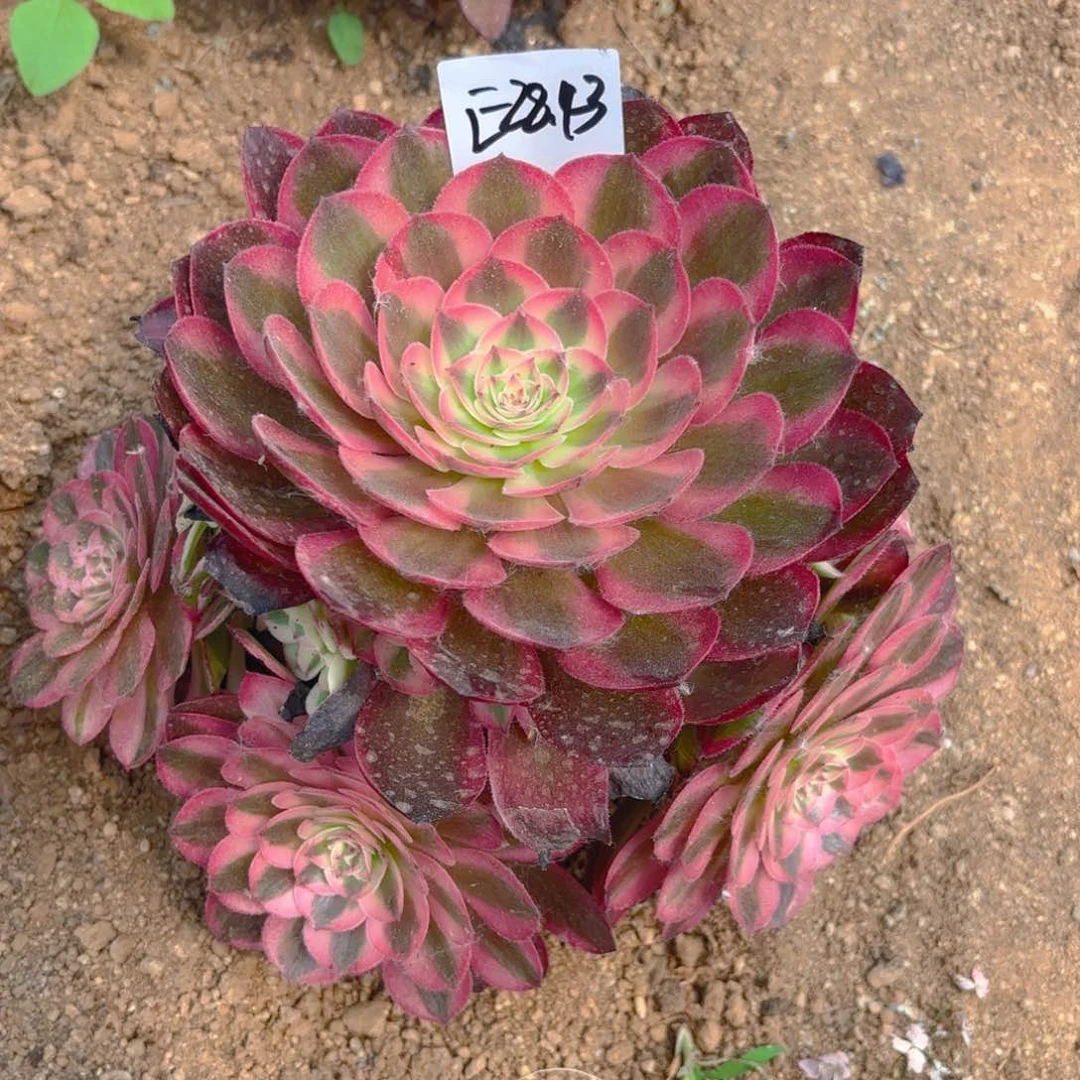 荔枝多肉多肉植物28.43号