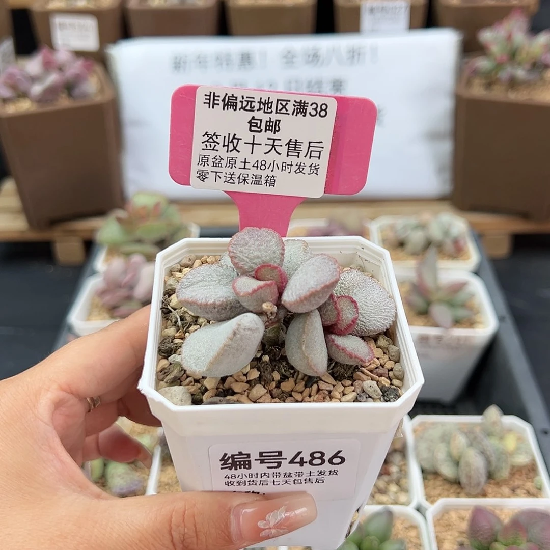 486磨砂蛋900号多肉植物