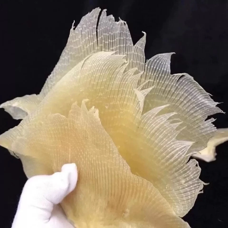 【滋补佳品】广西北海浦鱼干翅