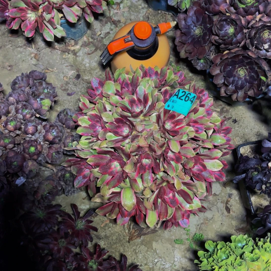 浣纱法师朵朵5-46